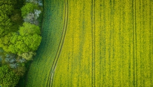 Põllumaa